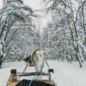 Noorderlicht reis naar Lapland